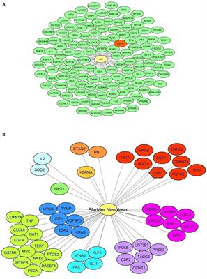 Ephrin-B1 Is a Novel Biomarker of Bladder Cancer Aggressiveness. Studies in Murine Models and in Human Samples